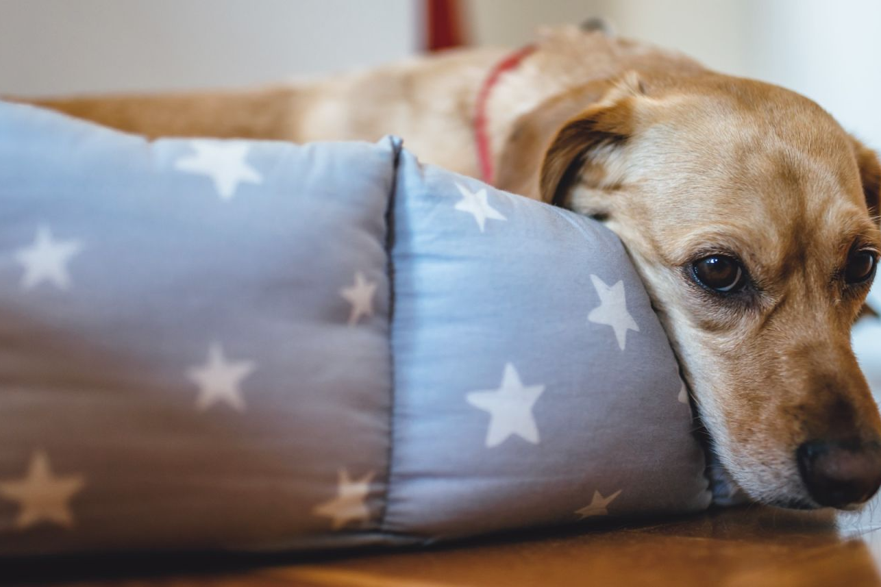 Giárdia Canina sintomas, prevenção e tratamentos Giárdia Canina: sintomas, prevenção e tratamentos