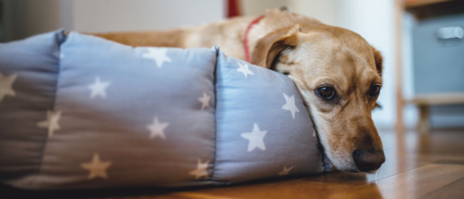 Giárdia Canina: sintomas, prevenção e tratamentos