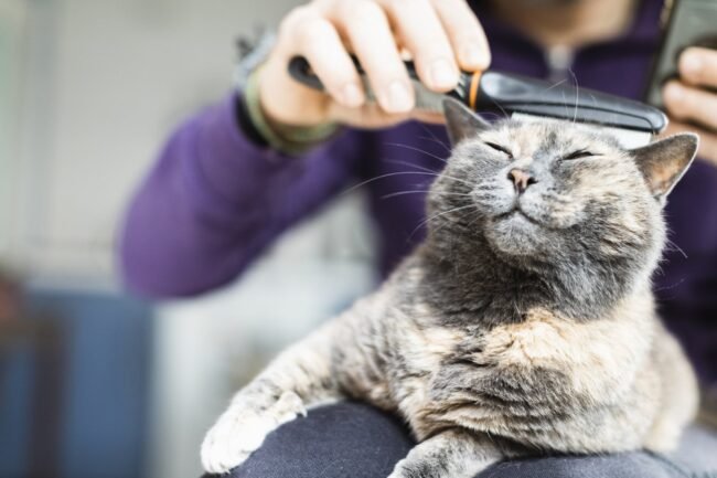 O que você precisa saber sobre a troca de pelo nos gatos