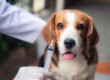 Vacinação de cães e gatos: entenda a importância